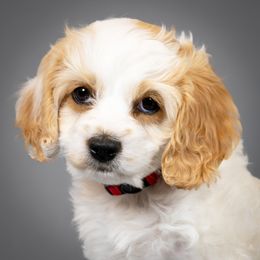 Toto - Parti male Goldendoodle puppy in Brighton, Utah from Angel Pups Deluxe