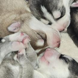 Pomskies from Thors litter