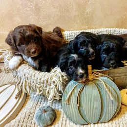 Aussiedoodle, Bernedoodle, and Poodle Puppies from Sis' Doodles & Poodles