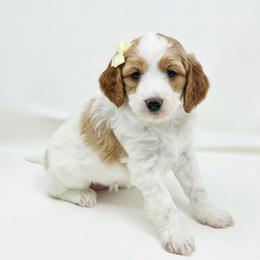 Sprinkles - Red female Cavapoo puppy in Columbus, Montana from Comfort Doodle