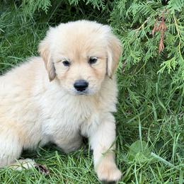 Bolt - Golden male Golden Retriever puppy in Lynn, Indiana from Four Seasons