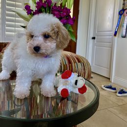 Bella - Blenheim female Cavapoo puppy in Los Angeles, California from Myles Barnum