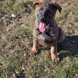 German Shepherd Puppies from Von Thomson Haus