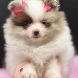 Kiara - Chocolate merle female Pomeranian puppy in Franklin, North Carolina from A&J Cutie Pawtooties