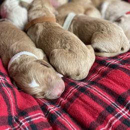 Goldendoodle Puppies from North Star Dog Training