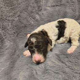 Girl 2 - Parti female Goldendoodle puppy in La Junta, Colorado from Double J’s Doodles