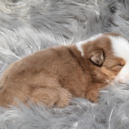 Alexaner - Red merle Miniature Australian Shepherd puppy in Redfield, Kansas from CY Ranch Aussies