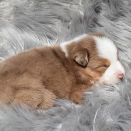 Alexaner - Red merle Miniature Australian Shepherd puppy in Redfield, Kansas from CY Ranch Aussies