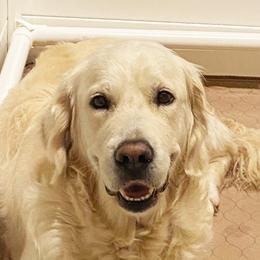 Salsa - Golden Retriever
