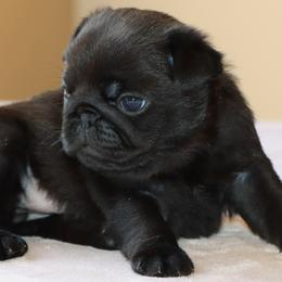 Josie - Black female Pug puppy in Winnsboro, Texas from Southern pugs