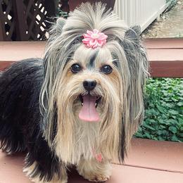 Biewer Terriers and Yorkshire Terriers from Donnas DiamondZ