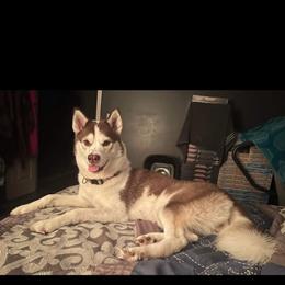 Denali Lucy Van Pelt - Red and white female Siberian Husky puppy in Ocala, Florida from Clover's Legacy Siberians