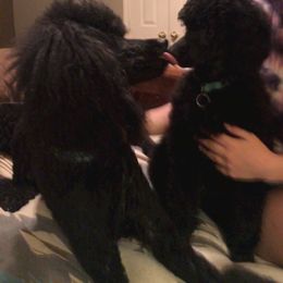 Poodle Puppies from Antigua Standard Poodles