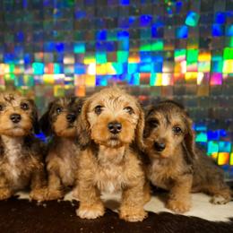 American Corgi, Dachshund, and Pembroke Welsh Corgi Puppies from Shining A Lowriders & Co.