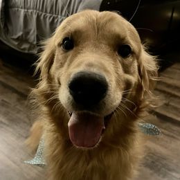 Bruno - Golden Retriever