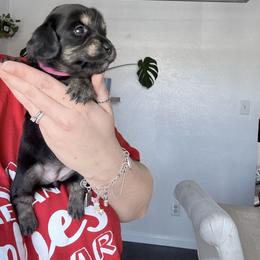Ash - Black and tan female Dachshund puppy in Fort Worth, Texas from The Holloway Dachshunds