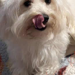 Koko - Coton de Tulear