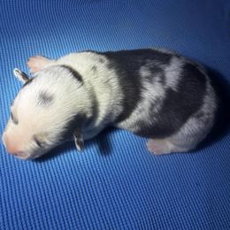Bliss - Blue merle and white female American Corgi puppy in Nortonville, Kansas from Low Riders Corgis & Mini Aussies