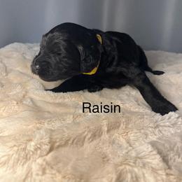 Raisin - Black female Goldendoodle puppy in New Ringgold, Pennsylvania from Hawk Mountain Doodles