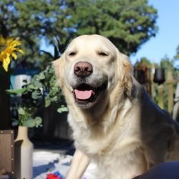 Maggie - Golden Retriever