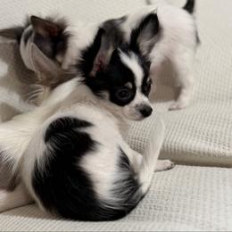 Chase CKC he's ready to go home today - Black and white male Chihuahua puppy in Amity, Pennsylvania from Rhoda and Verna