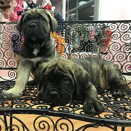 Cane Corso Puppies from River Bluff Cane Corsos