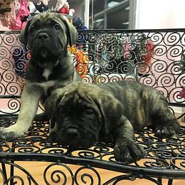 Cane Corso Puppies from River Bluff Cane Corsos