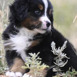 Bernese Mountain Dog, Golden Mountain Dog, and Golden Retriever Puppies from Grateful Bernese & Gage's Goldens