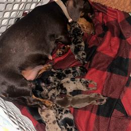 Minnie - Dapple female Dachshund puppy in Aragon, Georgia from Daschunds Unlimited