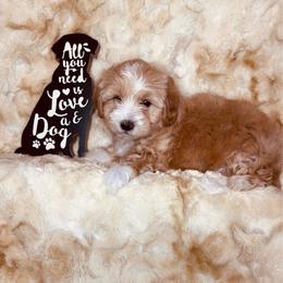 Georgie - Apricot male Maltipoo puppy in West Jordan, Utah from Mid Sized Maltipoos and More LLC