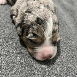 Kodak - Merle male Bernedoodle puppy in Waco, Texas from Hope Valley Doodles