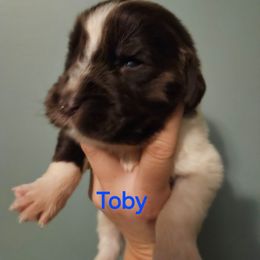 Toby - White and brown male Newfoundland puppy in Honey Grove, Pennsylvania from Heinrich Family Newfoundlands