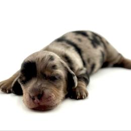 Regina George - Dapple female Dachshund puppy in Kuna, Idaho from Gem State Mini Dachshunds