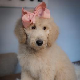 Vivi - Cream female Poodle puppy in Leonard, Texas from Laird Farms