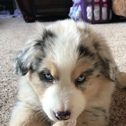 Australian Shepherd Puppies from Ozark Mountain Aussies