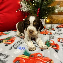 RB6 - Tri-Roan male English Springer Spaniel puppy in Britton, South Dakota from K&S Canines