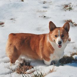 Aurora - Pembroke Welsh Corgi