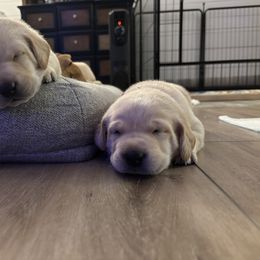 Labrador Retriever Puppies from Front Range Labradors LLC