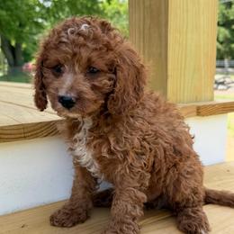 Cohen - Red male Cavapoo puppy in Bozrah, Connecticut from Cedar Creek Farm