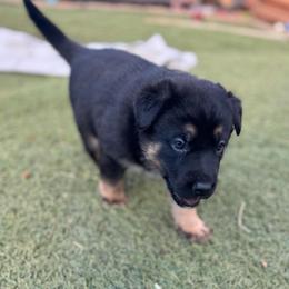 Winston - Black and red male German Shepherd puppy in Charlottesville, Virginia from AB_Elite_GSD