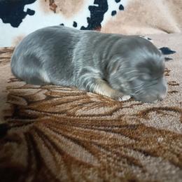 Girl 5 - Blue female German Shepherd puppy in Cochise, Arizona from Freiheit Von Himmel  Shepherds