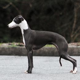 Echo - Italian Greyhound