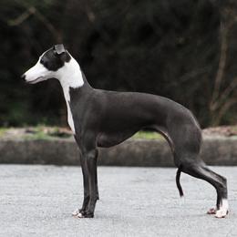 Echo - Italian Greyhound