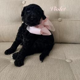 Violet - Black female Poodle puppy in Fishers, Indiana from Grace Haven Poodles