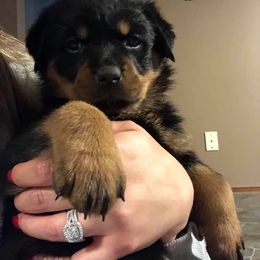 Rottweiler Puppies from RoyaLuxe K9