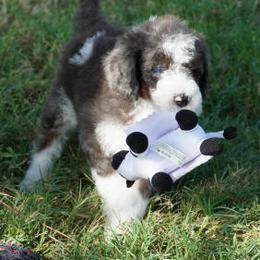 Yankee BMM most white - Blue merle male Aussiedoodle puppy in Lawton, Oklahoma from Lindsey’s Aussies