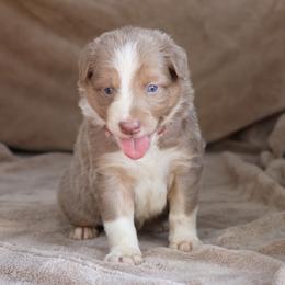 Red Collar - Lilac male Border Collie puppy in Courtland, Alabama from C Bar C Ranch Border Collies