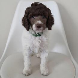Yankee - Parti male Poodle puppy in Plainfield, New Jersey from Caris Paws Poodles and Labradoodles