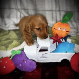 Buzz - Cream male Dachshund puppy in Boerne, Texas from Maravillas Dachshunds LLC
