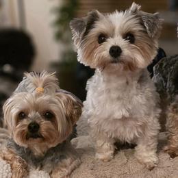 Yorkshire Terrier Puppies from YORKIE BY THE LAKE